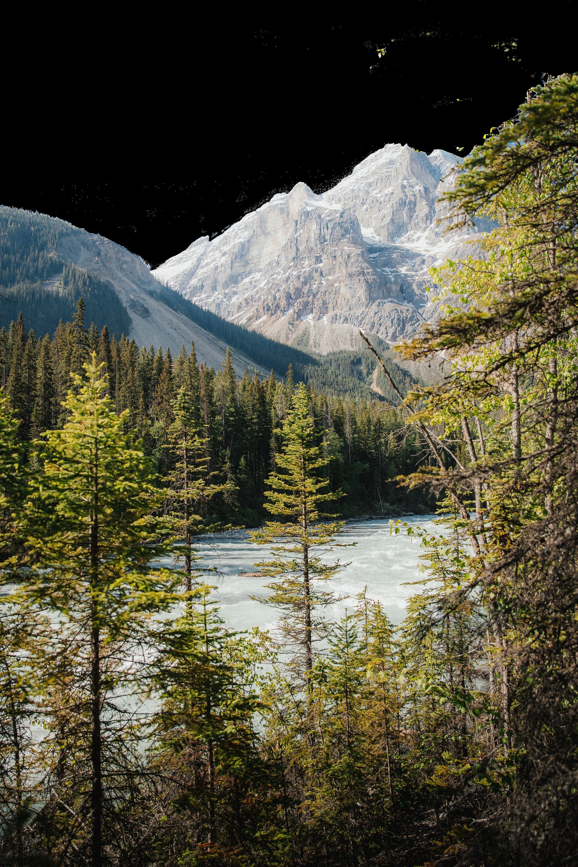 River flowing through an evergreen forest with snow-capped mountain peaks in the background