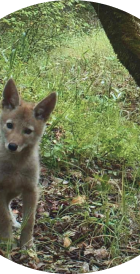 A young coyote standing in a grassy area with trees in the background.