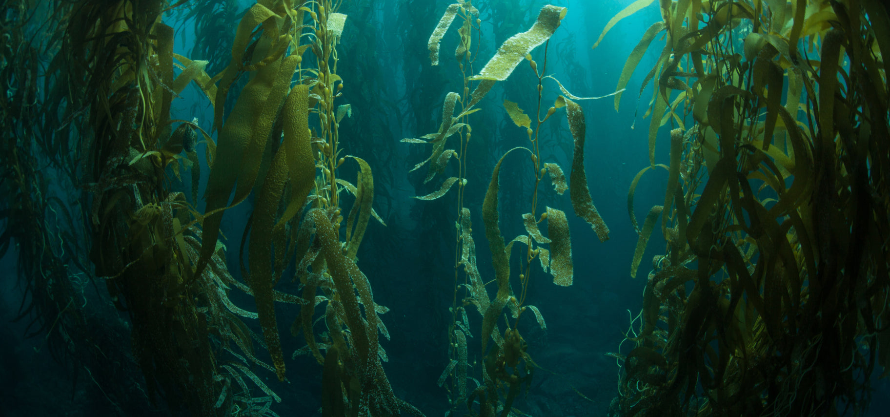Underwater kelp forest with green seaweed swaying in the ocean currents