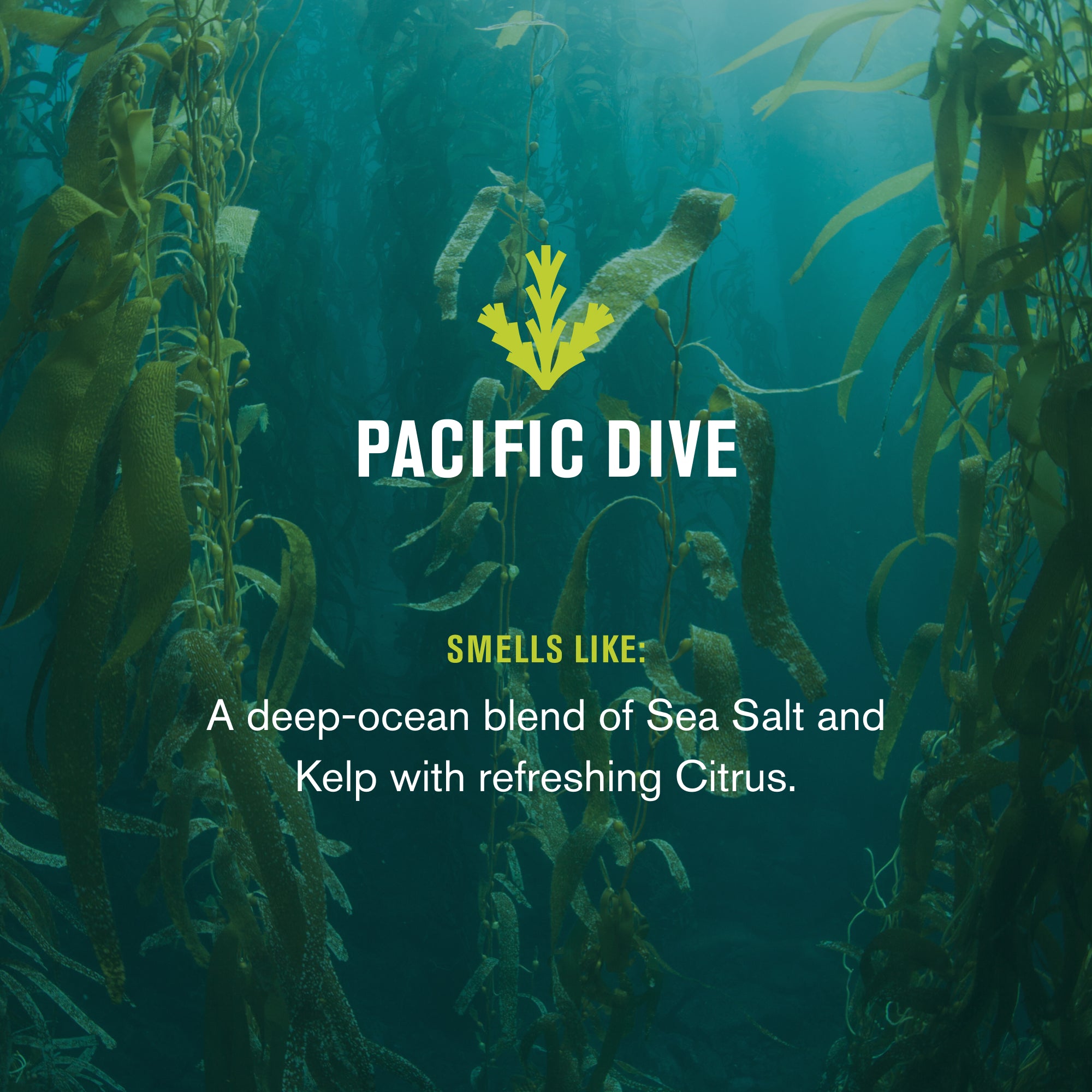 Pacific Dive / Standard