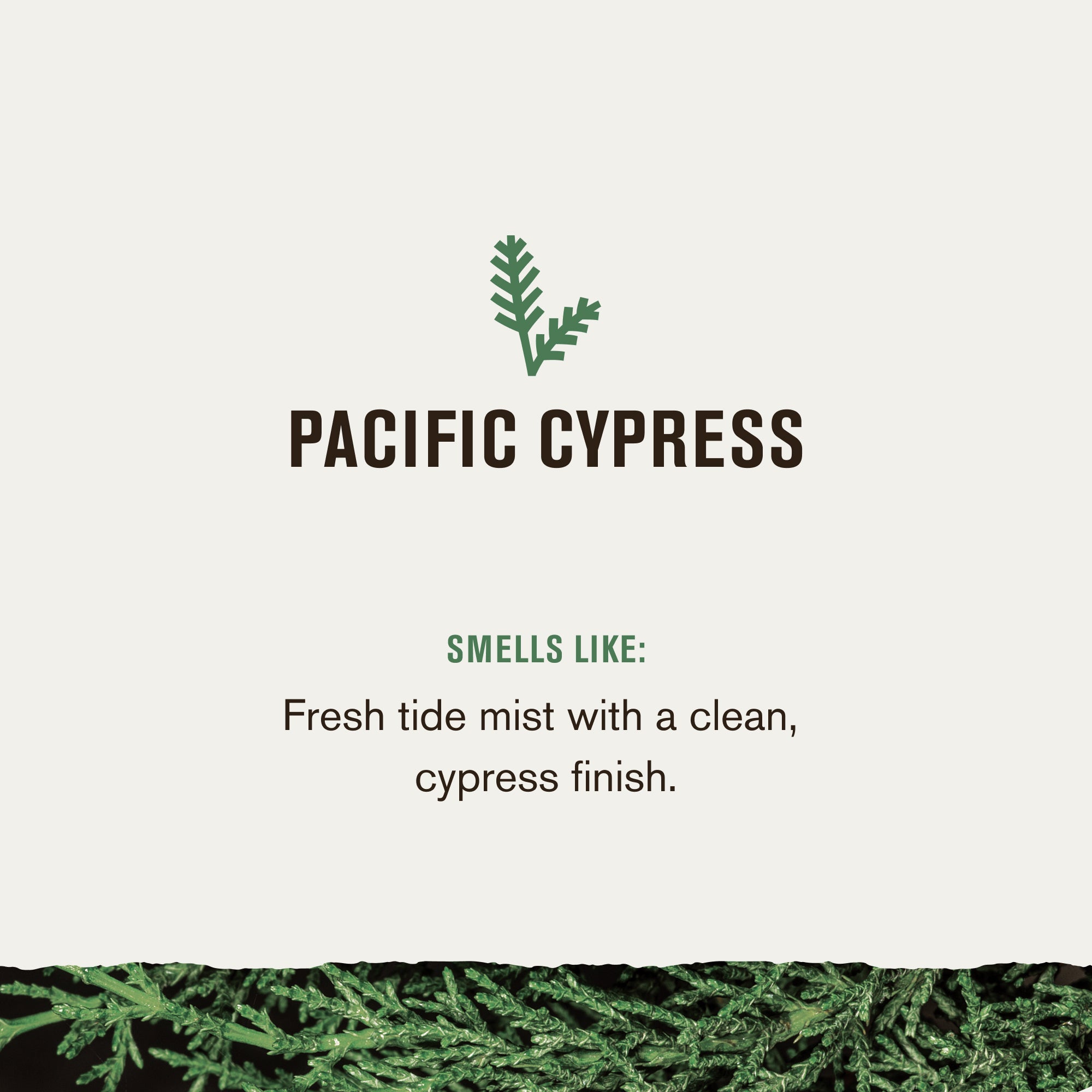 Pacific Cypress