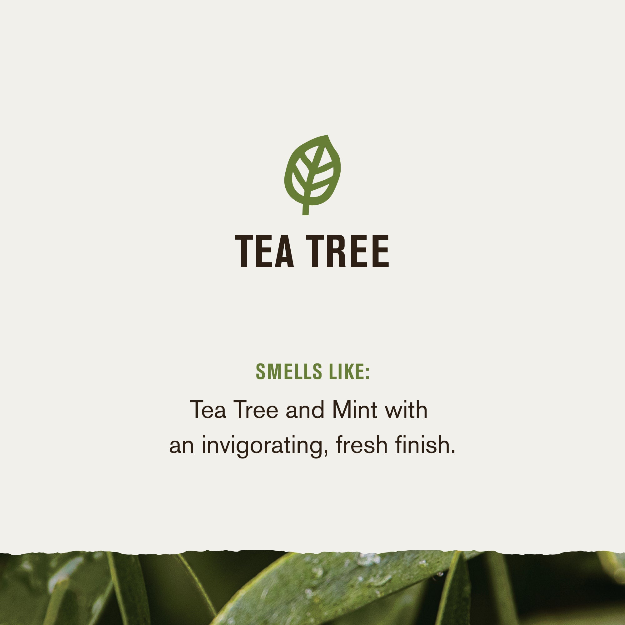 Tea Tree / Standard (7346569183394)