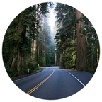 A winding road through a redwood forest with tall trees on either side.