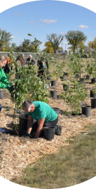 Volunteers planting trees in a community initiative.