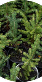 Young potted trees representing tree planting initiatives.