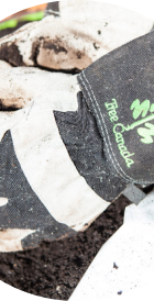 A hand in a glove with the Tree Canada logo, holding soil, representing environmental initiatives.