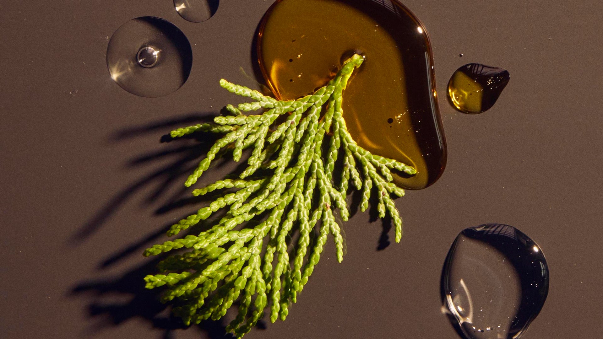 Close-up of a green plant with oil droplets on a dark surface