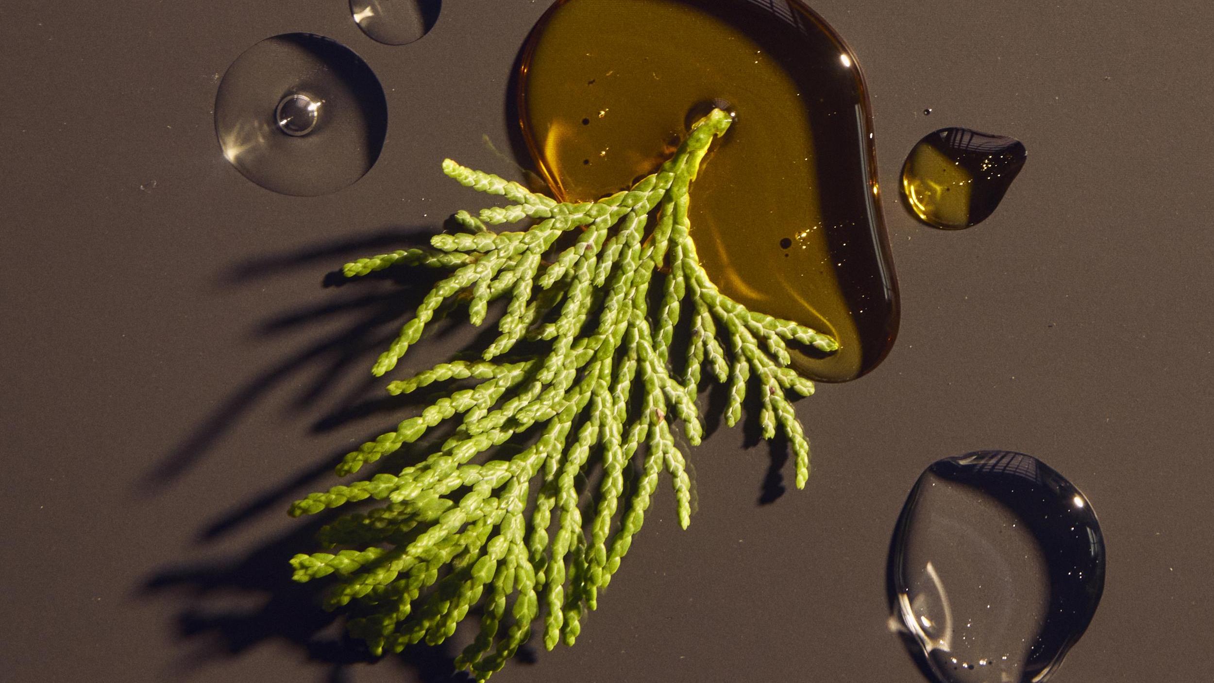 Close-up of a green plant with oil droplets on a dark surface