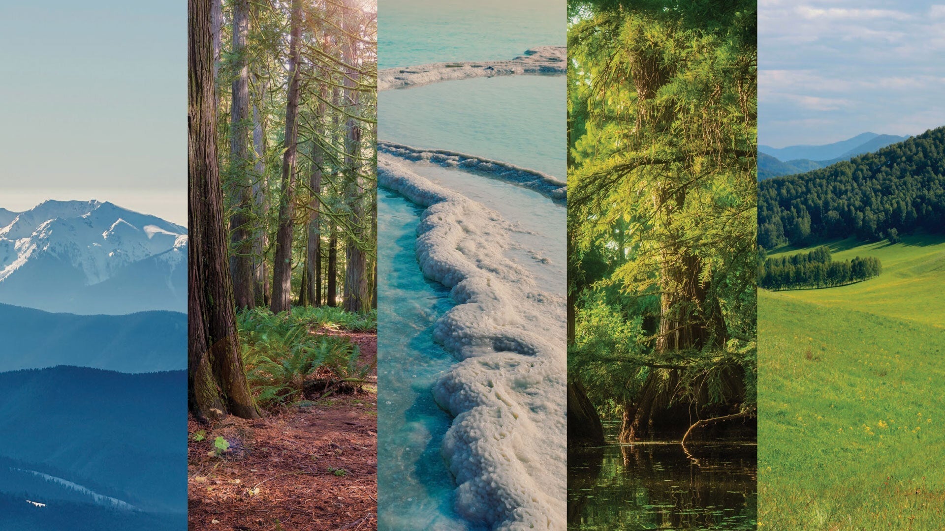 Five vertical panels: snowy mountains, old-growth conifer forest, turquoise coastal terraces, cypress swamp, and rolling green hills.