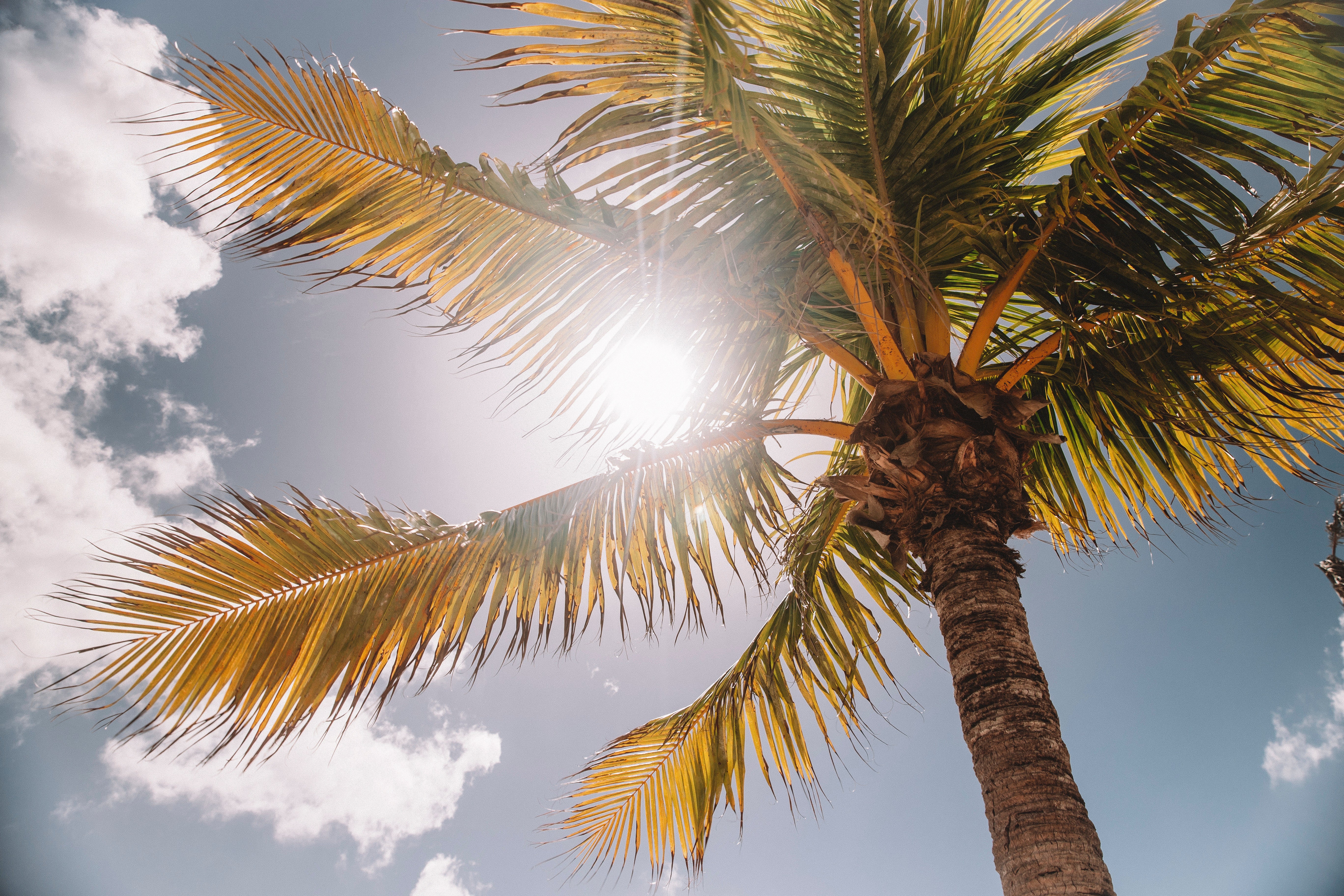 Palm tree on a sunny summer day