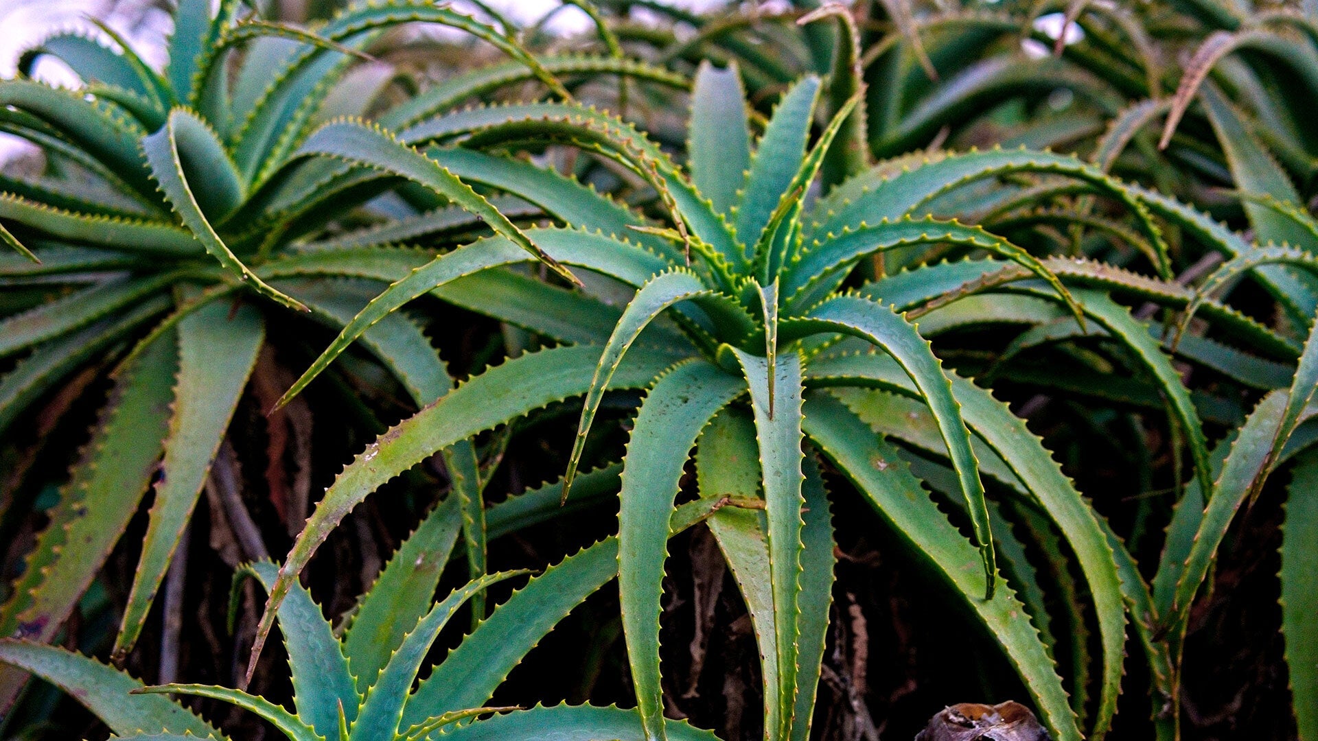 Shop Products with Aloe Vera
