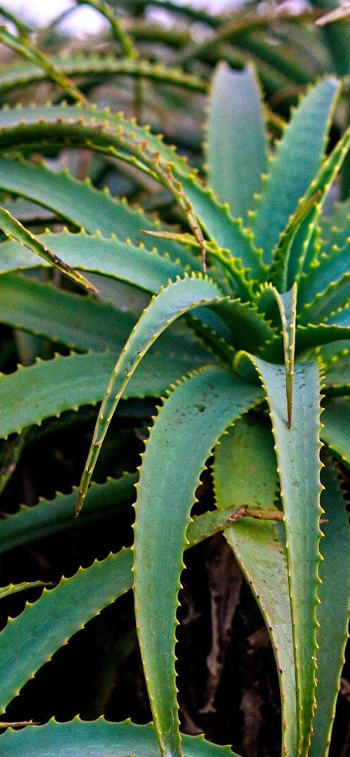 Shop Products with Aloe Vera
