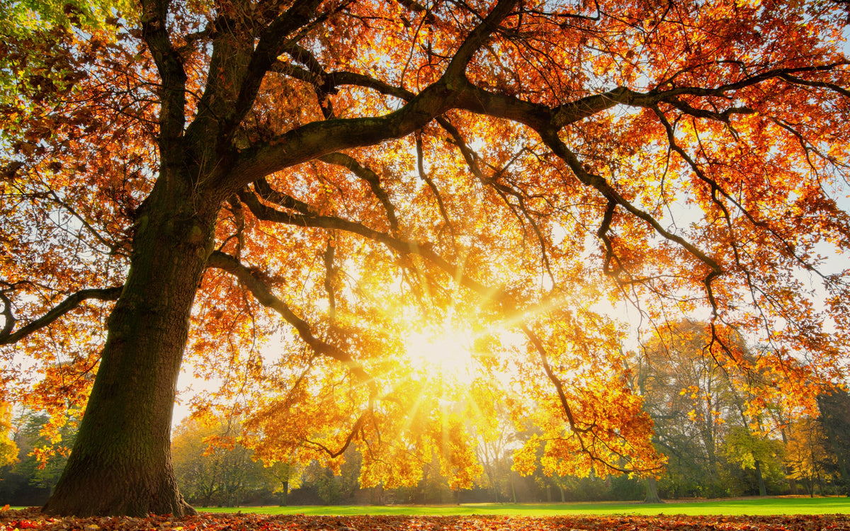 Autumn tree with colorful leaves and sun shining through