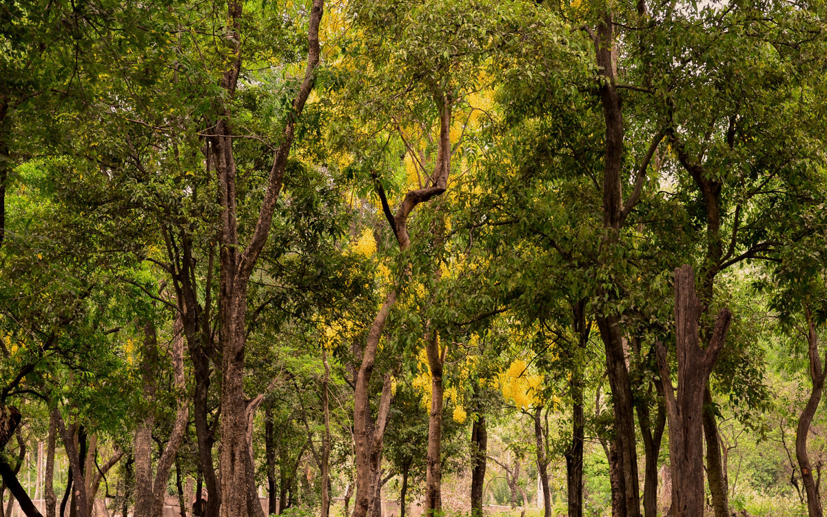 Forest with tall trees and green foliage