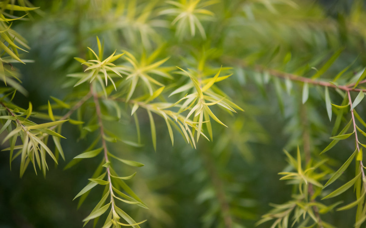 Close-up of green leaves with a blurred background