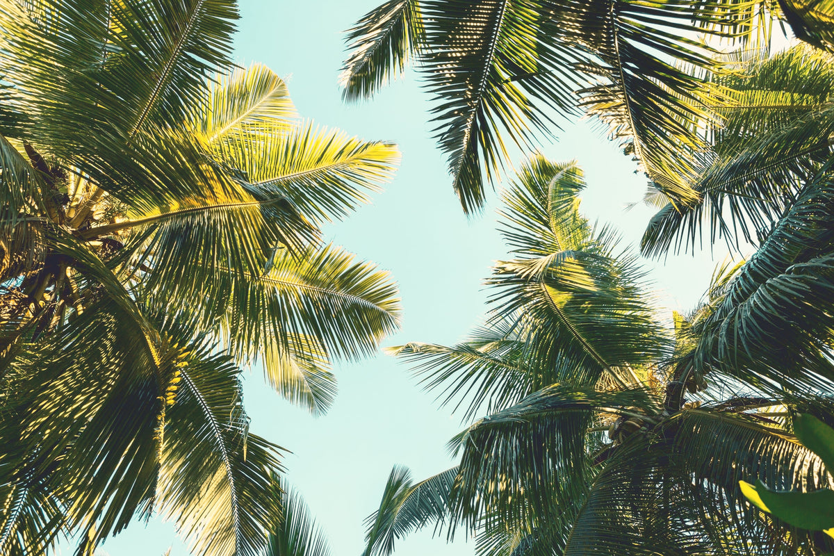 Palm trees against a clear blue sky