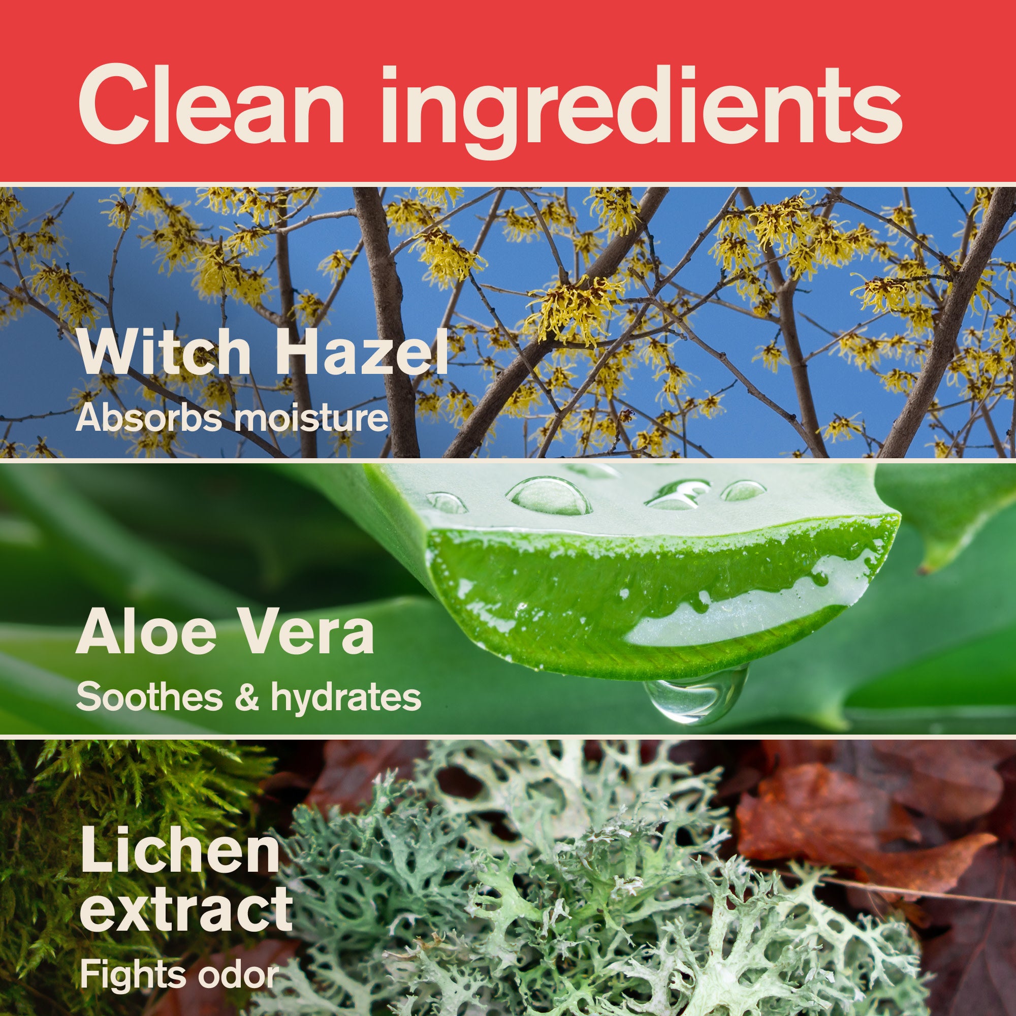 Buzzer Beater Cedar / Standard