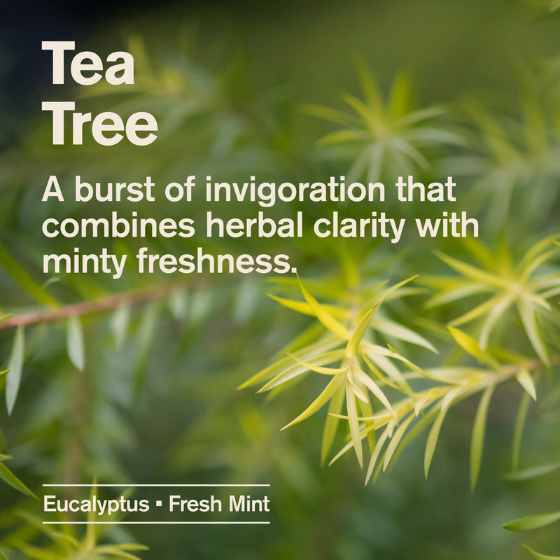 Tea Tree / Standard