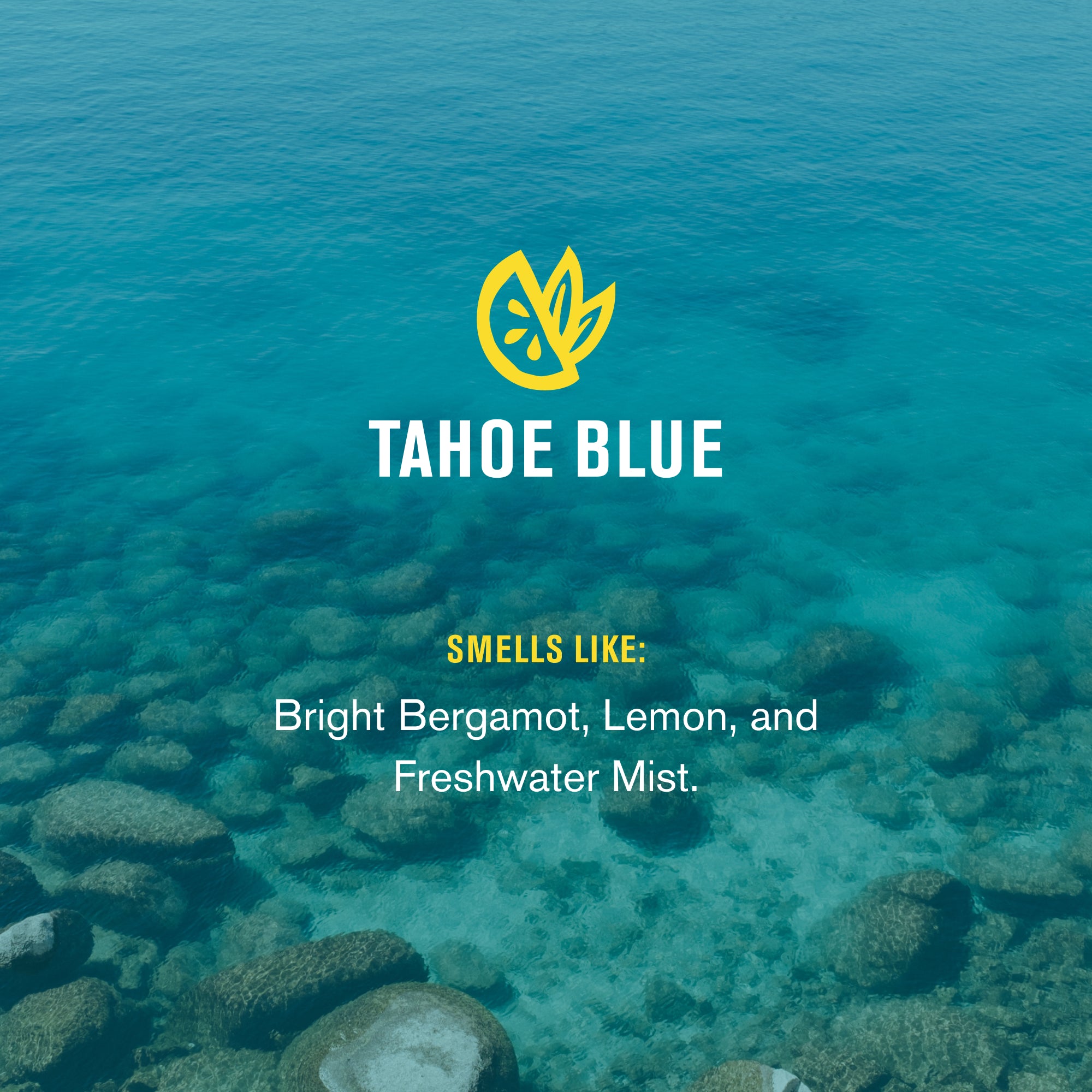 Tahoe Blue / Standard