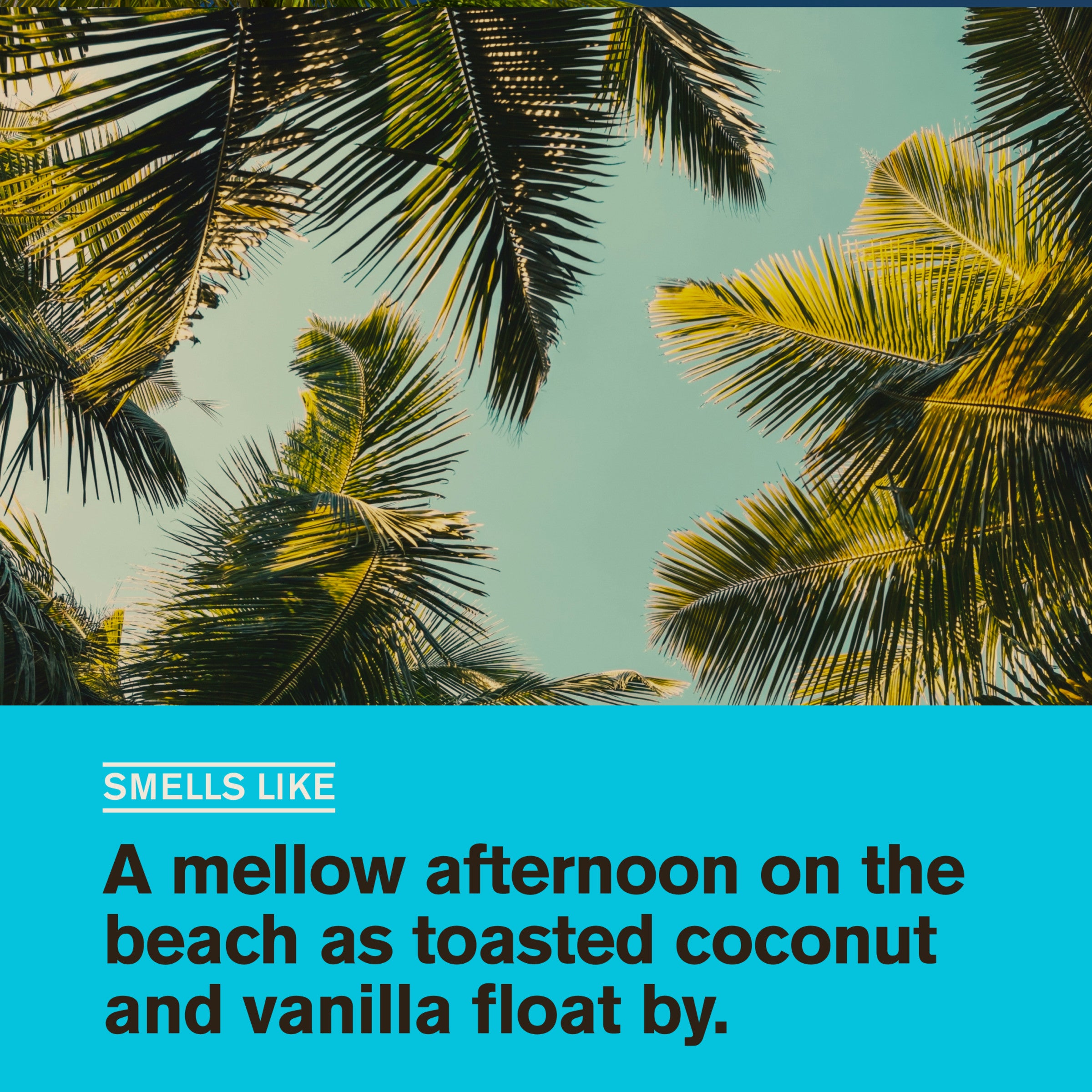 Coconut + Vanilla / Standard