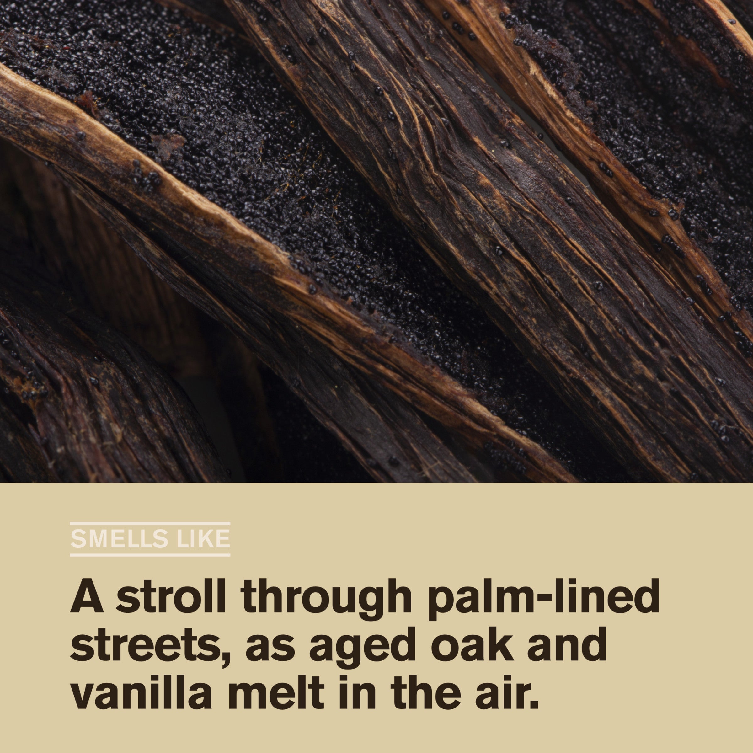 Vanilla + Cedar / Standard