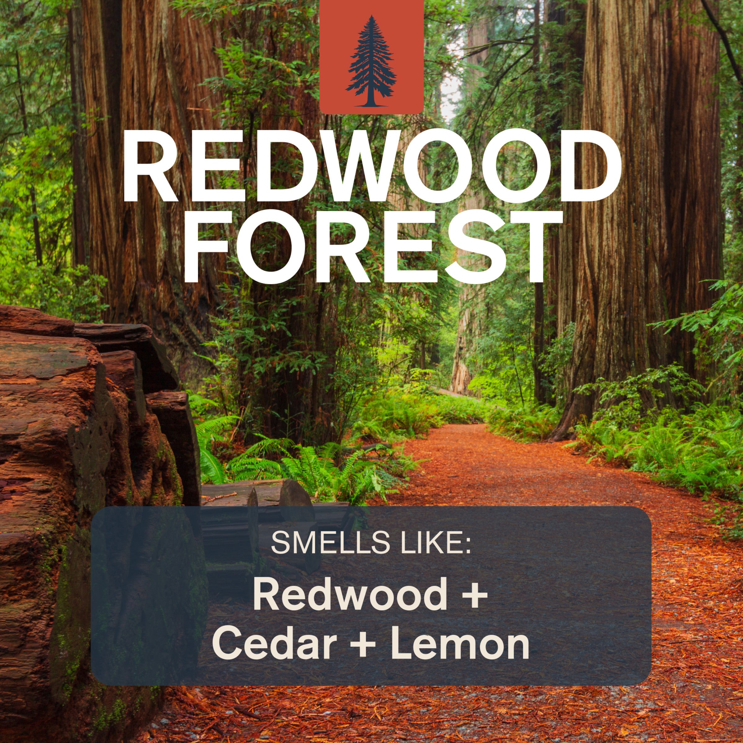 Redwood Forest