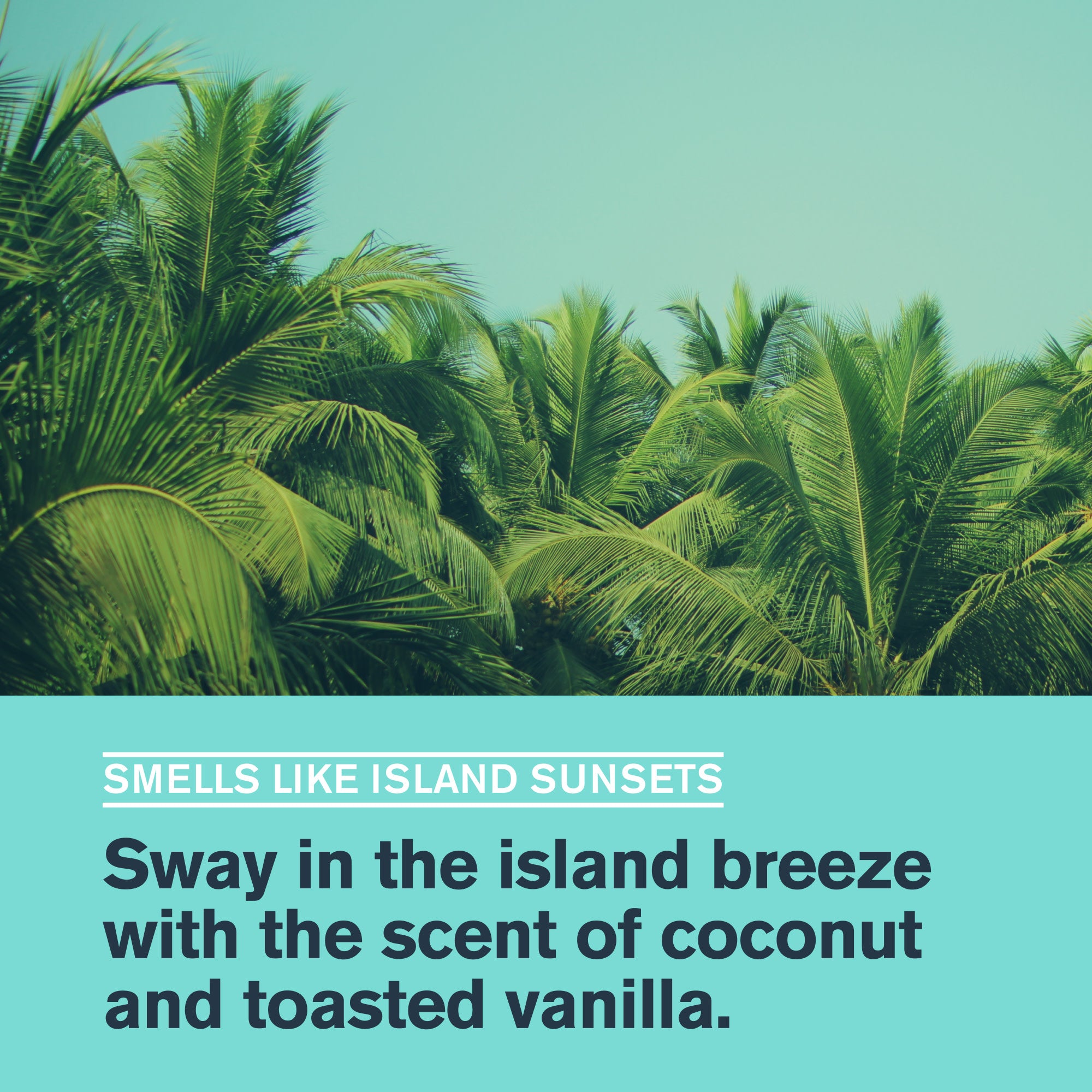 Caribbean Coconut / 16oz