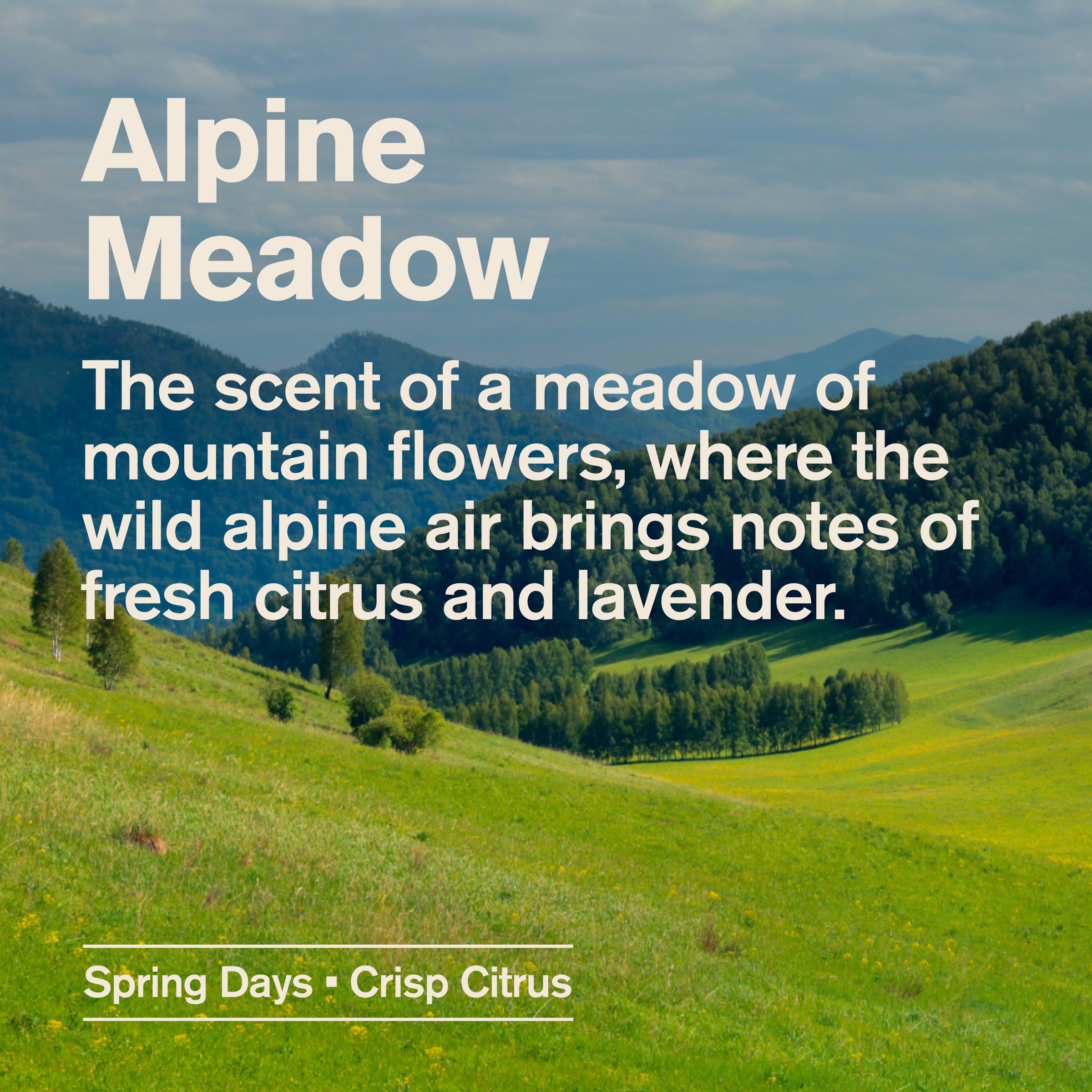 Alpine Meadow / Liter