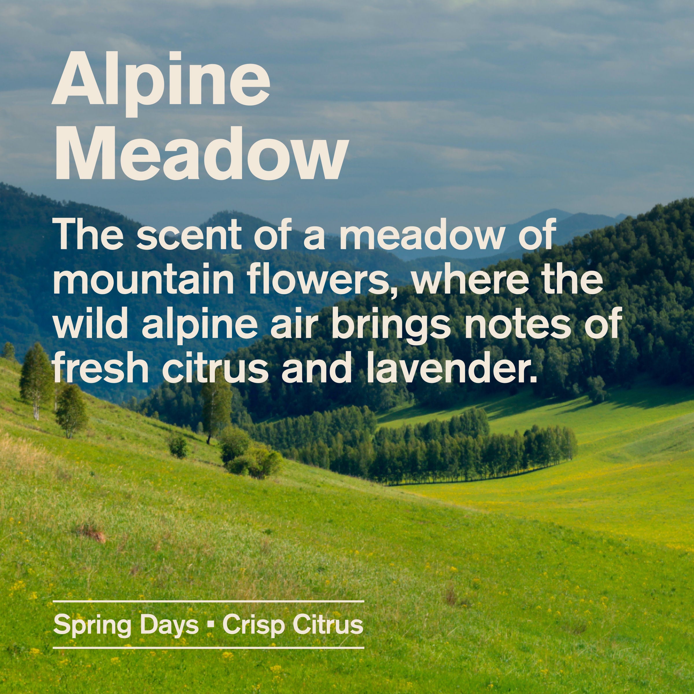 Alpine Meadow / Standard
