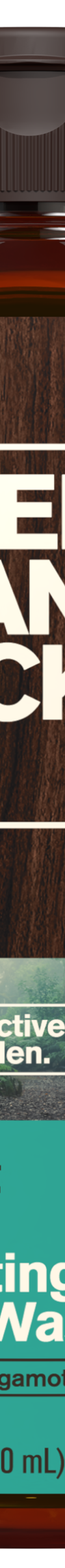 Forest Rain / Standard