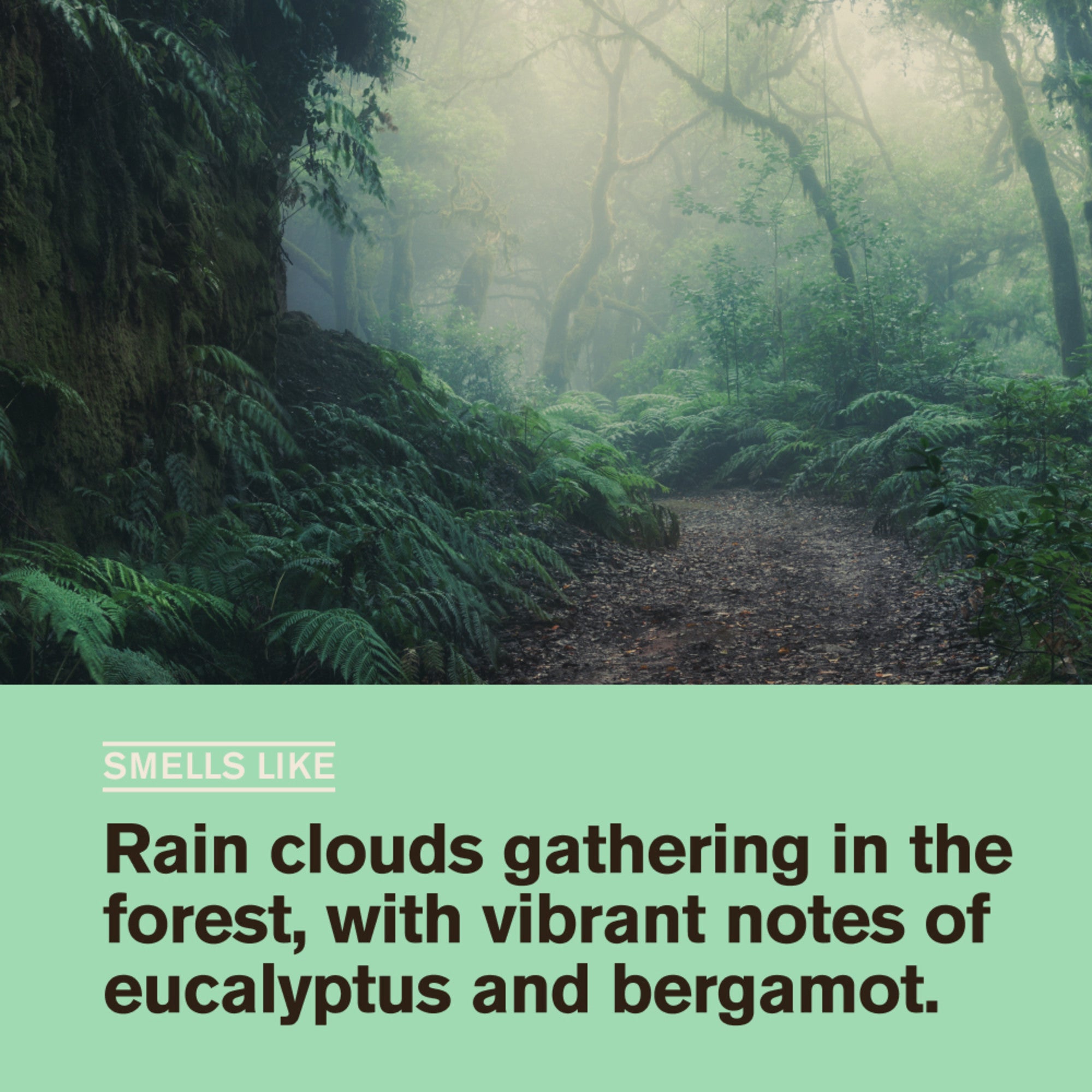 Forest Rain / Standard