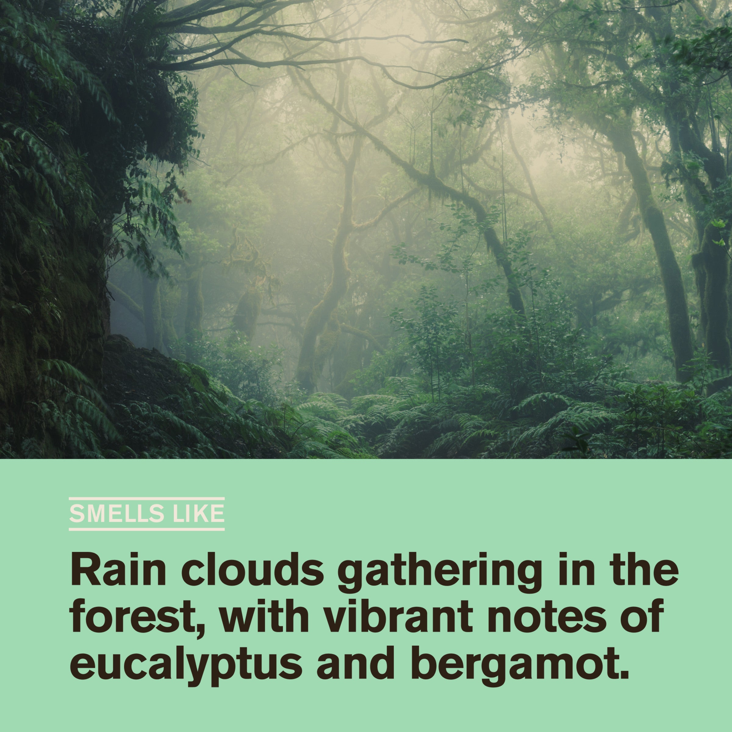 Forest Rain / Standard