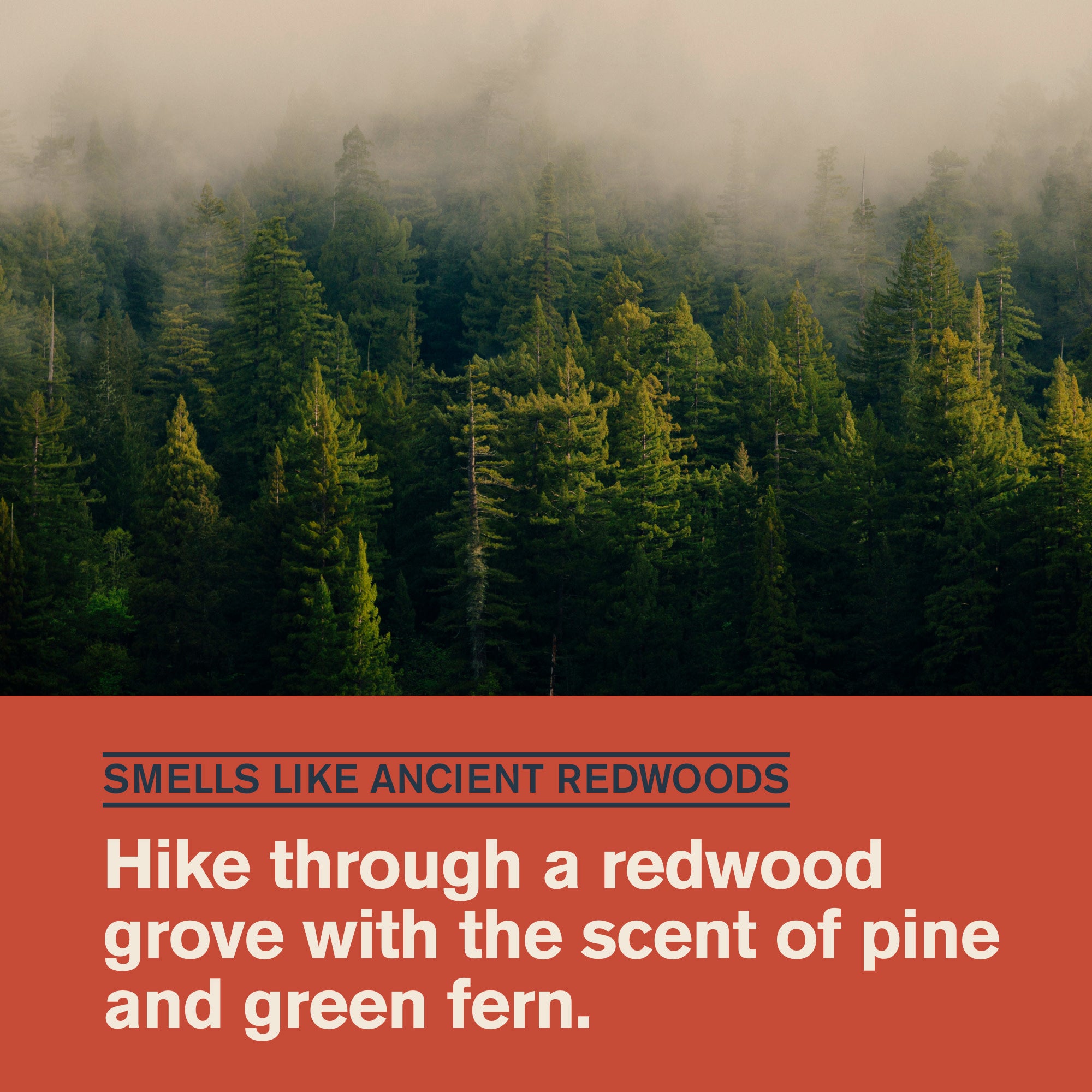 Redwood Forest / 14oz