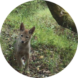 Young fox kit standing on sun-dappled forest floor near a mossy tree trunk