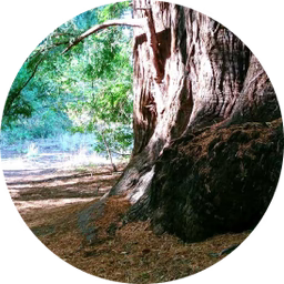 Redwood tree trunk beside a sunlit forest path with shaded understory and a distant clearing