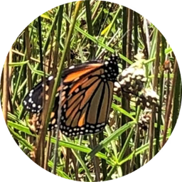 Monarch butterfly perched on milkweed among tall grasses, close-up of habitat