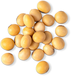 Hydrolyzed Soy Protein