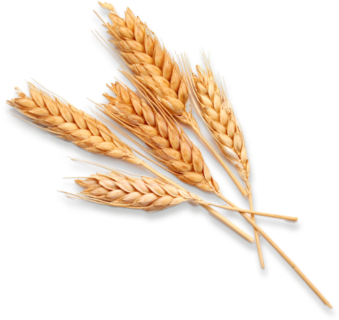 Hydrolyzed Wheat Protein