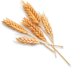 Hydrolyzed Wheat Protein