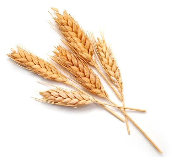 Top-down view of wheat stalks representing hydrolyzed wheat protein showcasing golden grain spikes on white background