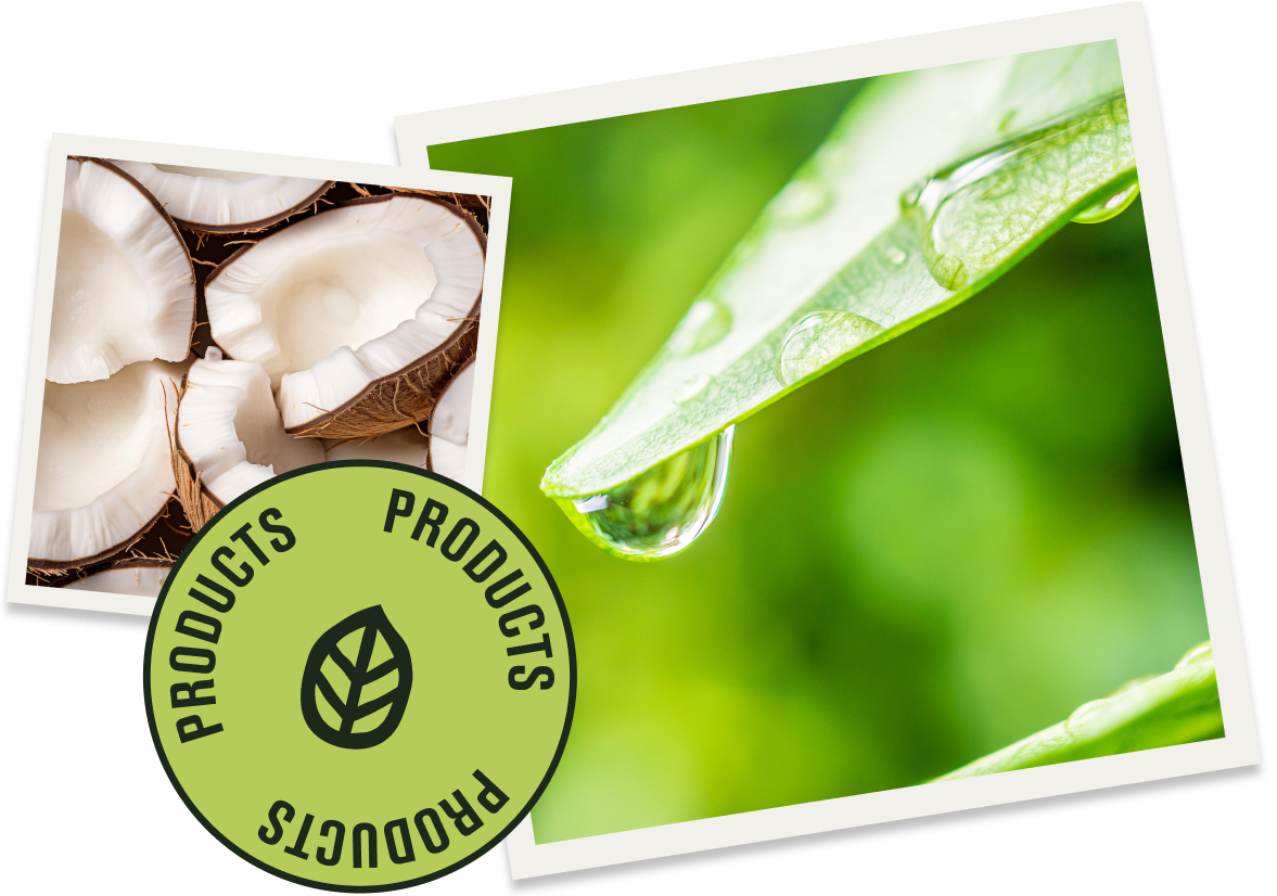 Coconut shells and a leaf with a water droplet, emphasizing natural ingredients for clean products.