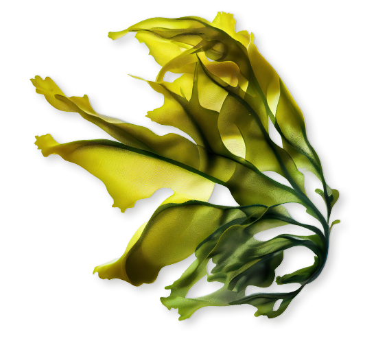 Kelp