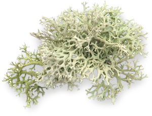Lichen Extract