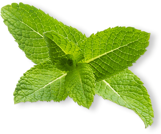 Natural Menthol
