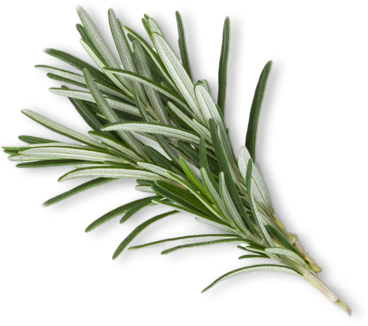 Rosemary