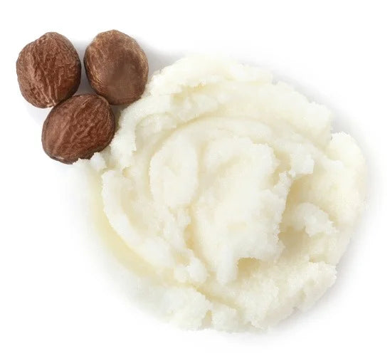 Top-down view of shea butter scoop with three shea nuts showcasing creamy, moisturizing texture on white background