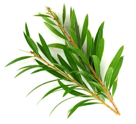 Top view of tea tree sprig showcasing narrow green leaves on white background