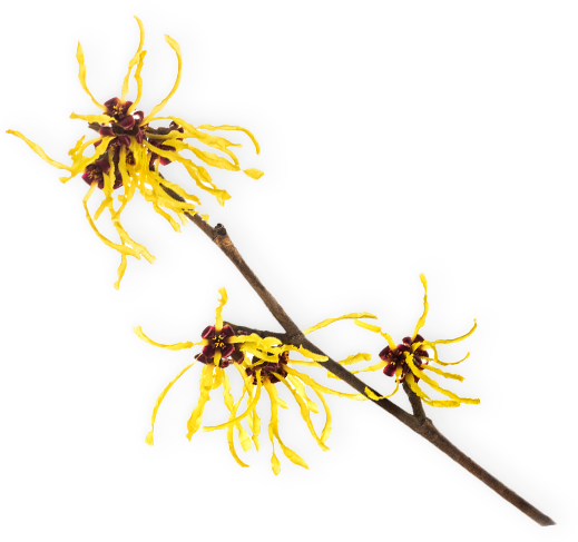Witch Hazel