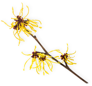Witch Hazel