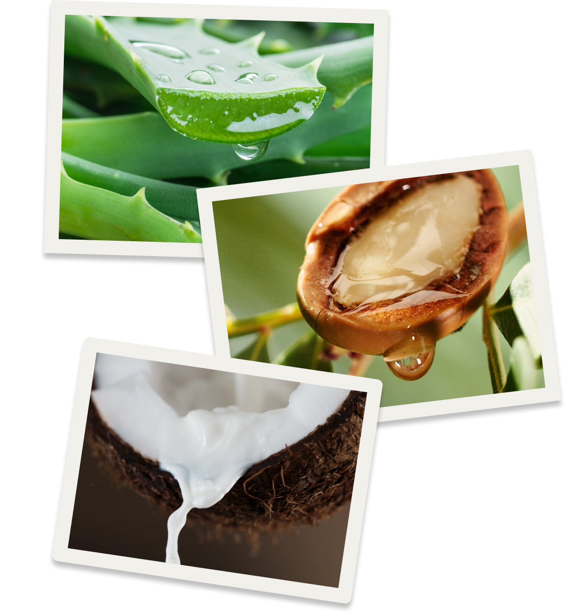 Close-up images of aloe vera, coconut, and another natural ingredient with droplets, emphasizing clean ingredients.